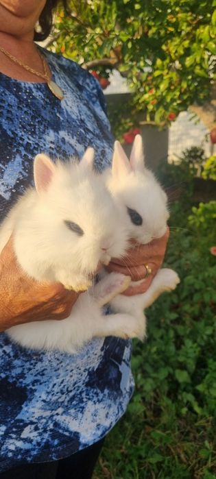 Coelhos anões Hotot