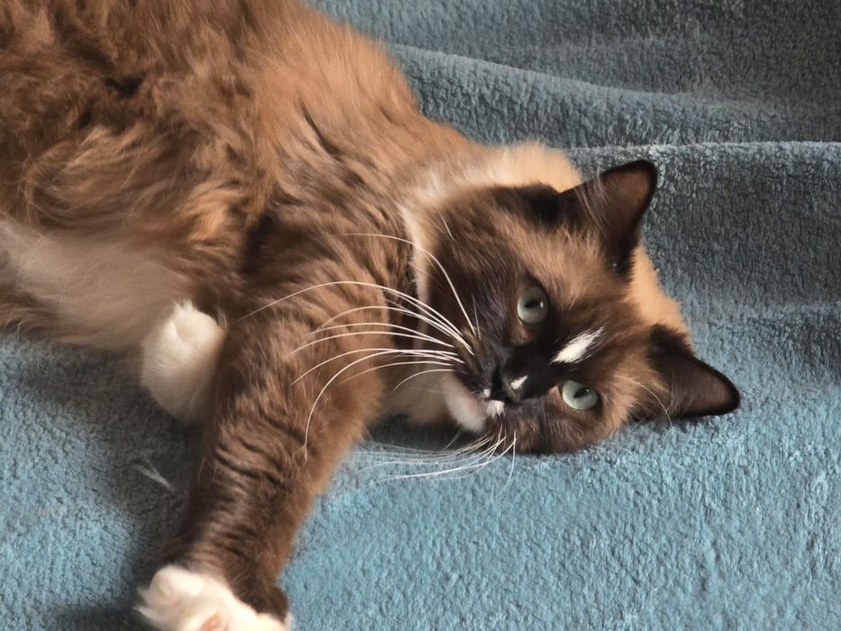 Przepiękna koteczka Ragdoll