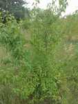 Sadzonki Derenia pospolitego (Cornus mas)