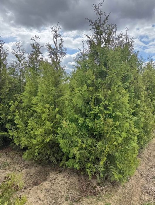 Tuje, likwidacja szkółki