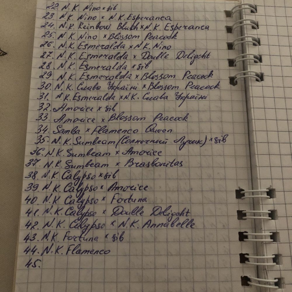 Семена гиппеаструмов.