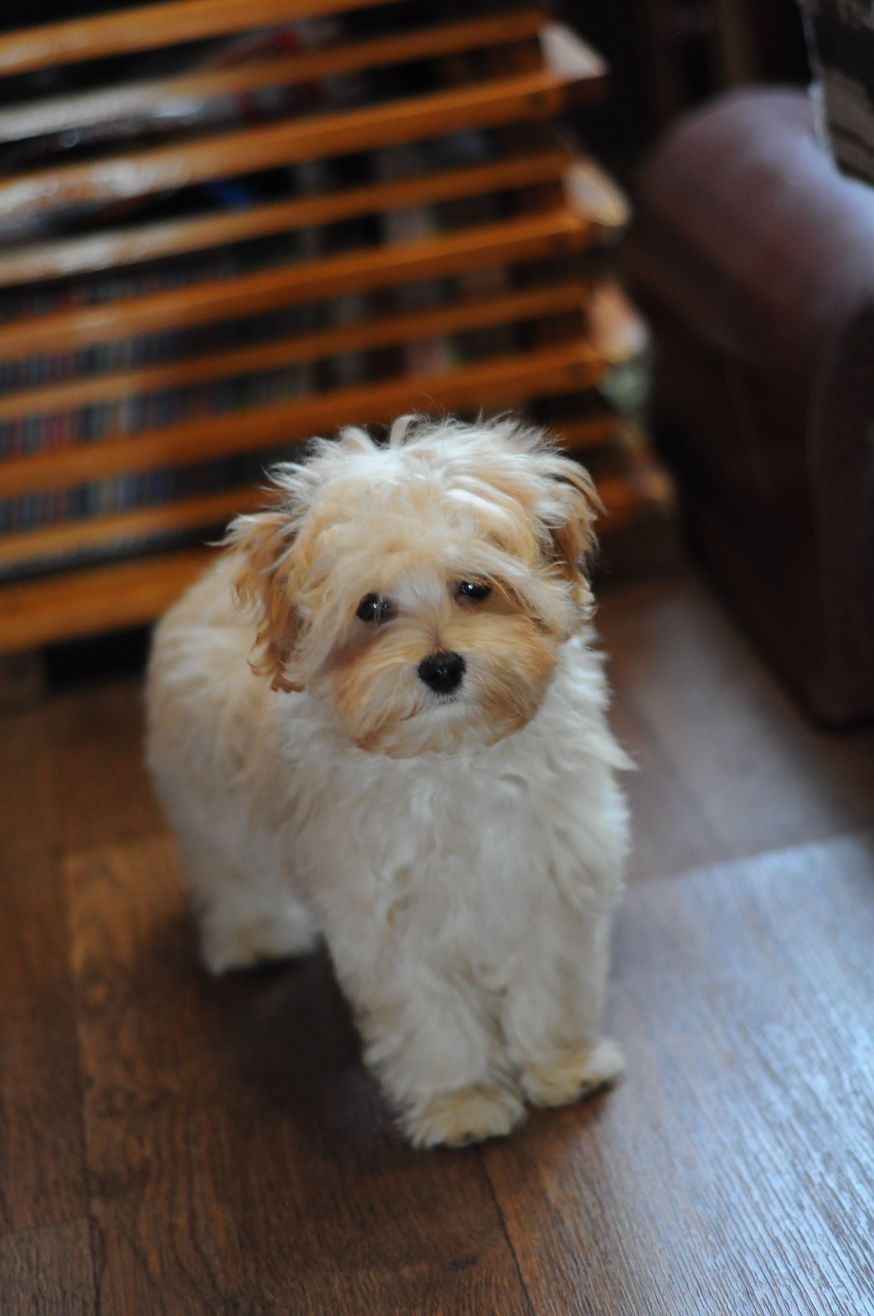 Шикарна супер міні дівчинка Мальтіпу, 7 міс, Maltipoo F1