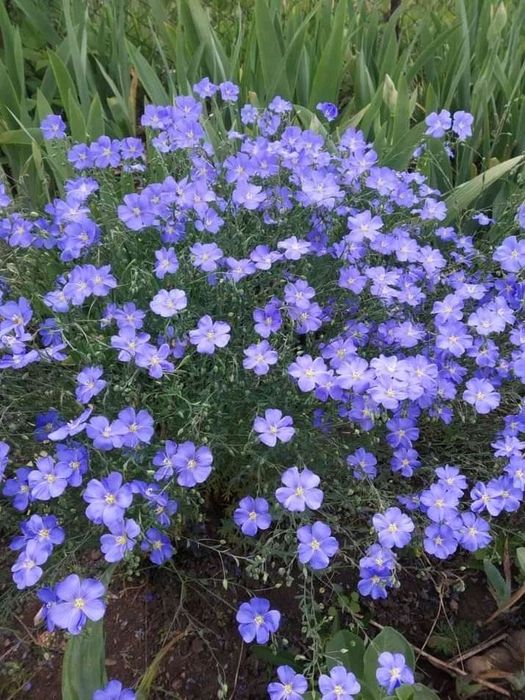 Квіти багаторічні