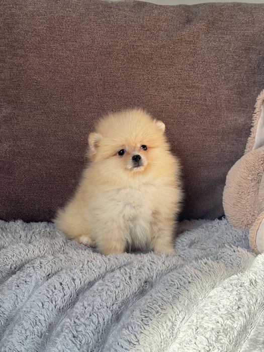 Померанский шпиц мальчик