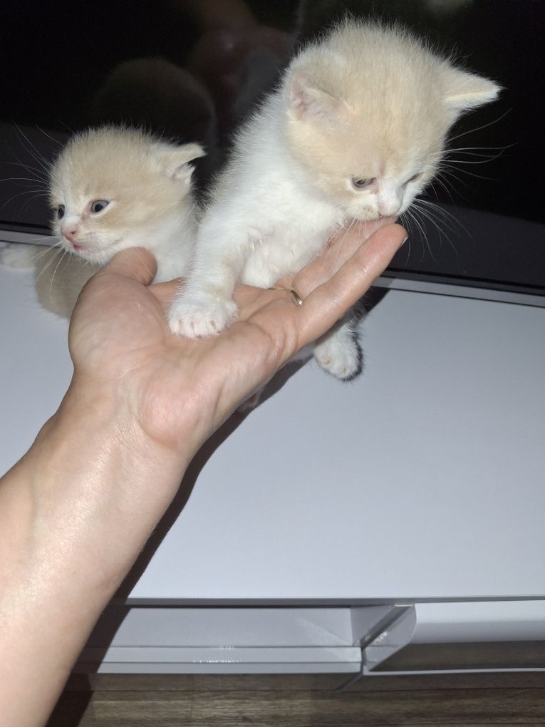 Котики породы турецкая ангора