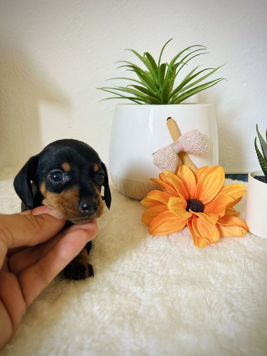 Excelente menino teckel kanichen