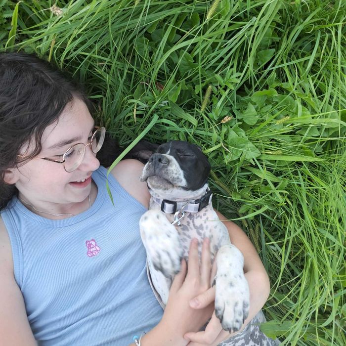 Pointer, piękna suczka- wyżeł angielski FCI