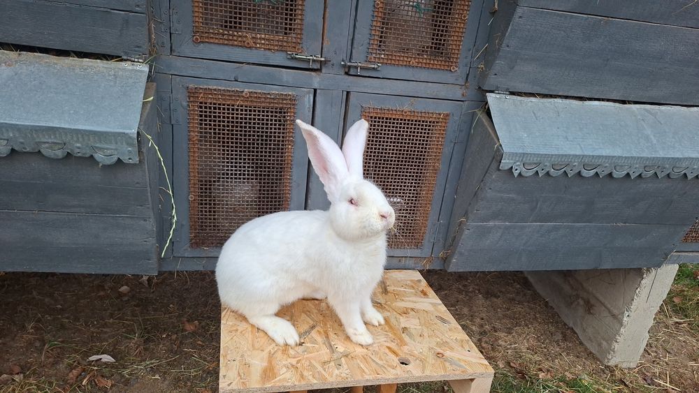 Бельгійський велетень самчик