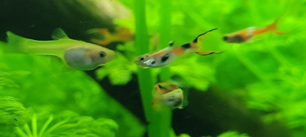 SUPER oportunidade 30 Guppies  Hendler