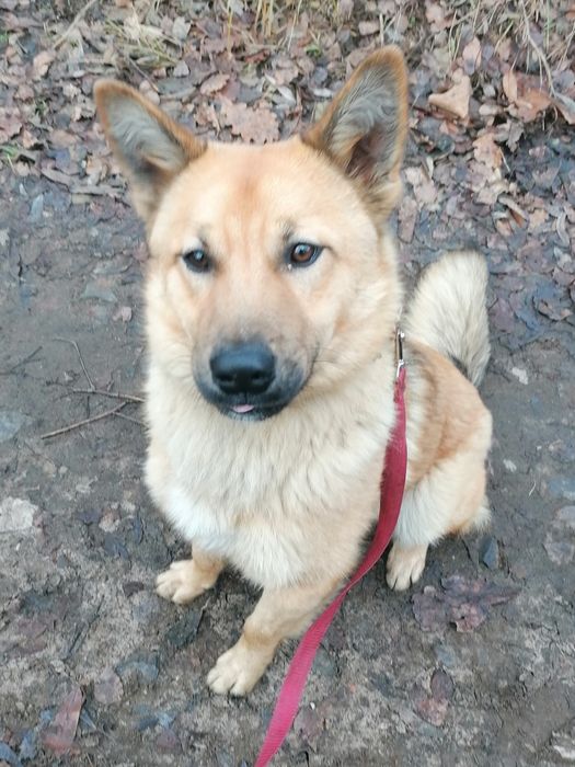 TAJPAN młody łagodny piesek szuka domu