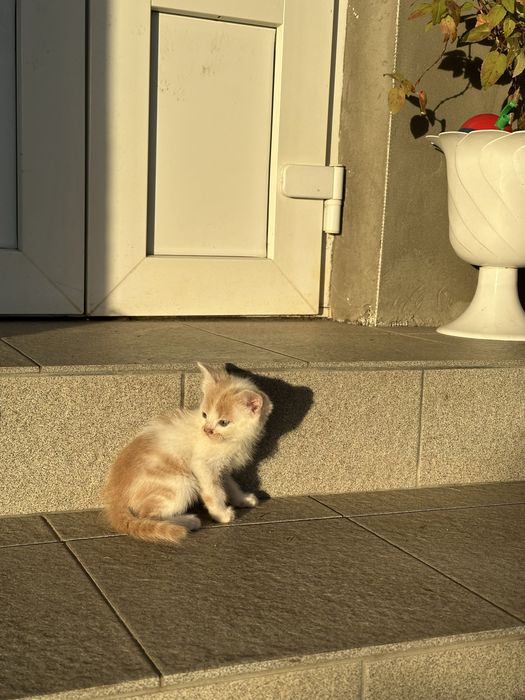 Муркотливі котики в добрі руки! Знають лоток!