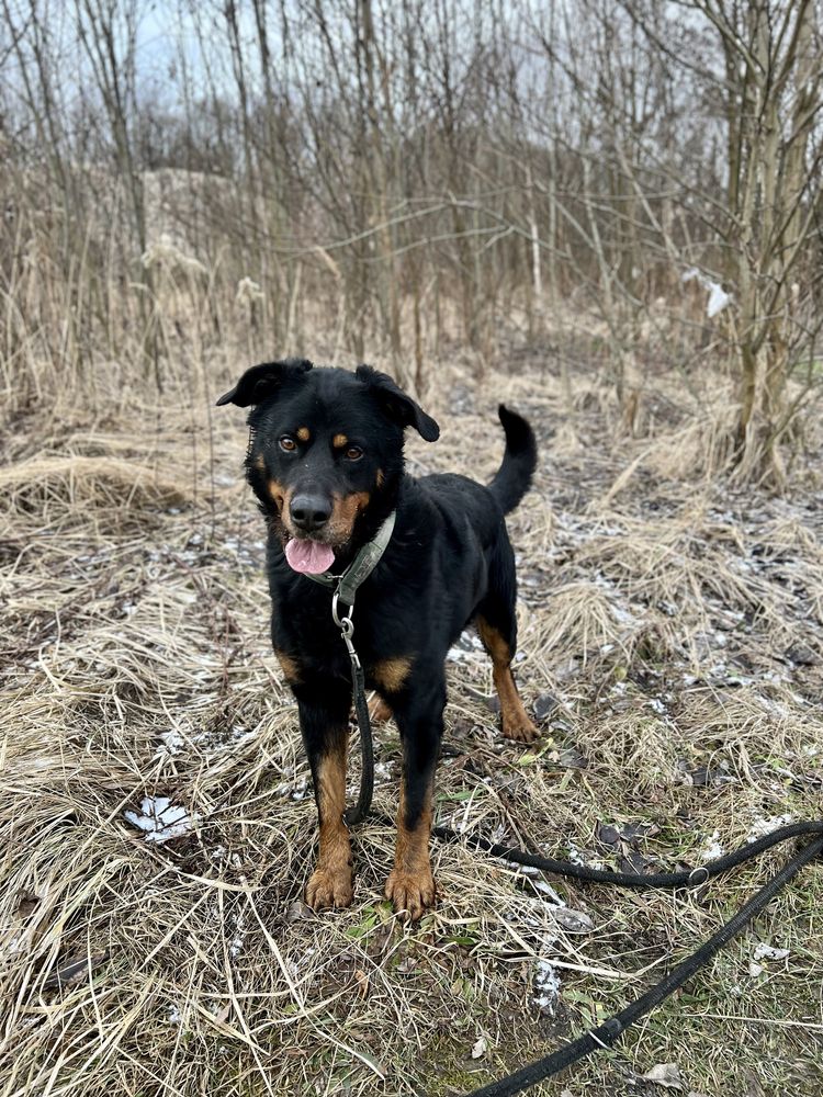 Alex | duży czarny pies rasy rottweiler o niesamowitym charakterze