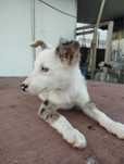 Border Collie azul merle / blue merle