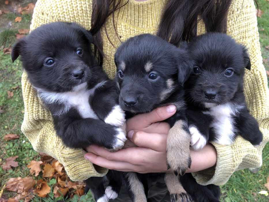 Віддам щеняток в добрі руки