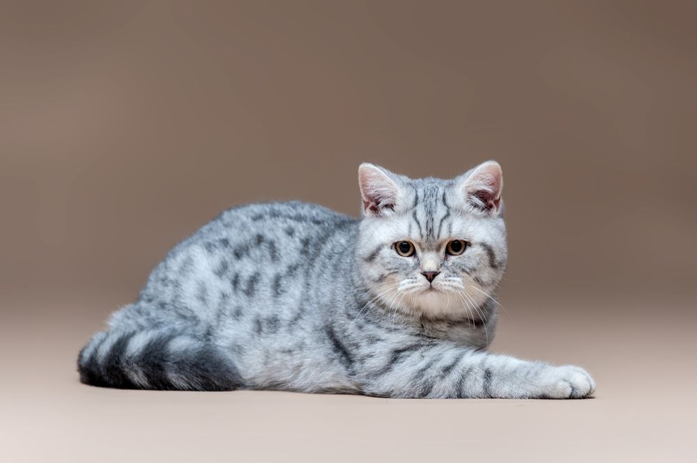 Шотландские клубные котята