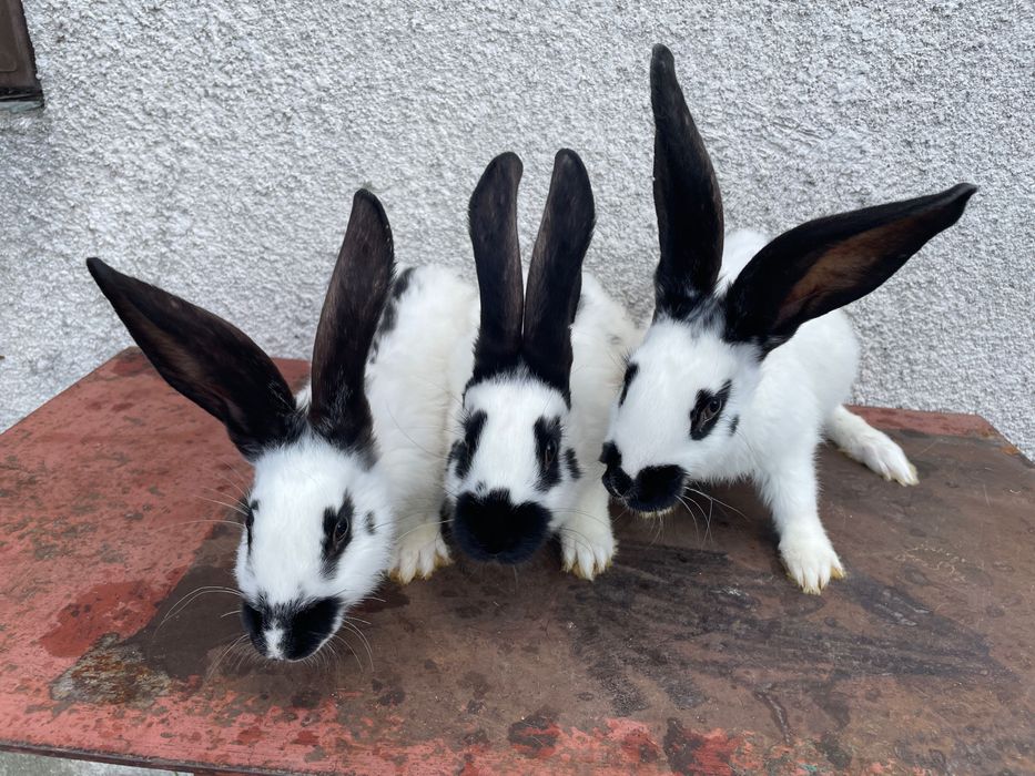 Królik srokacz niemiecki