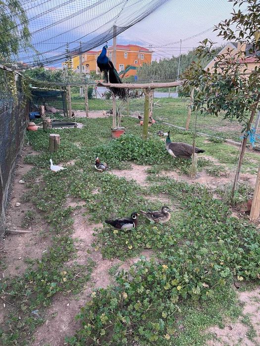 Pavoas e pata mandarins  branca