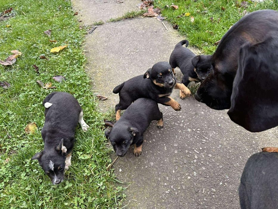 Oddam pieski za darmo