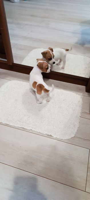 Джек Рассел  цуцики