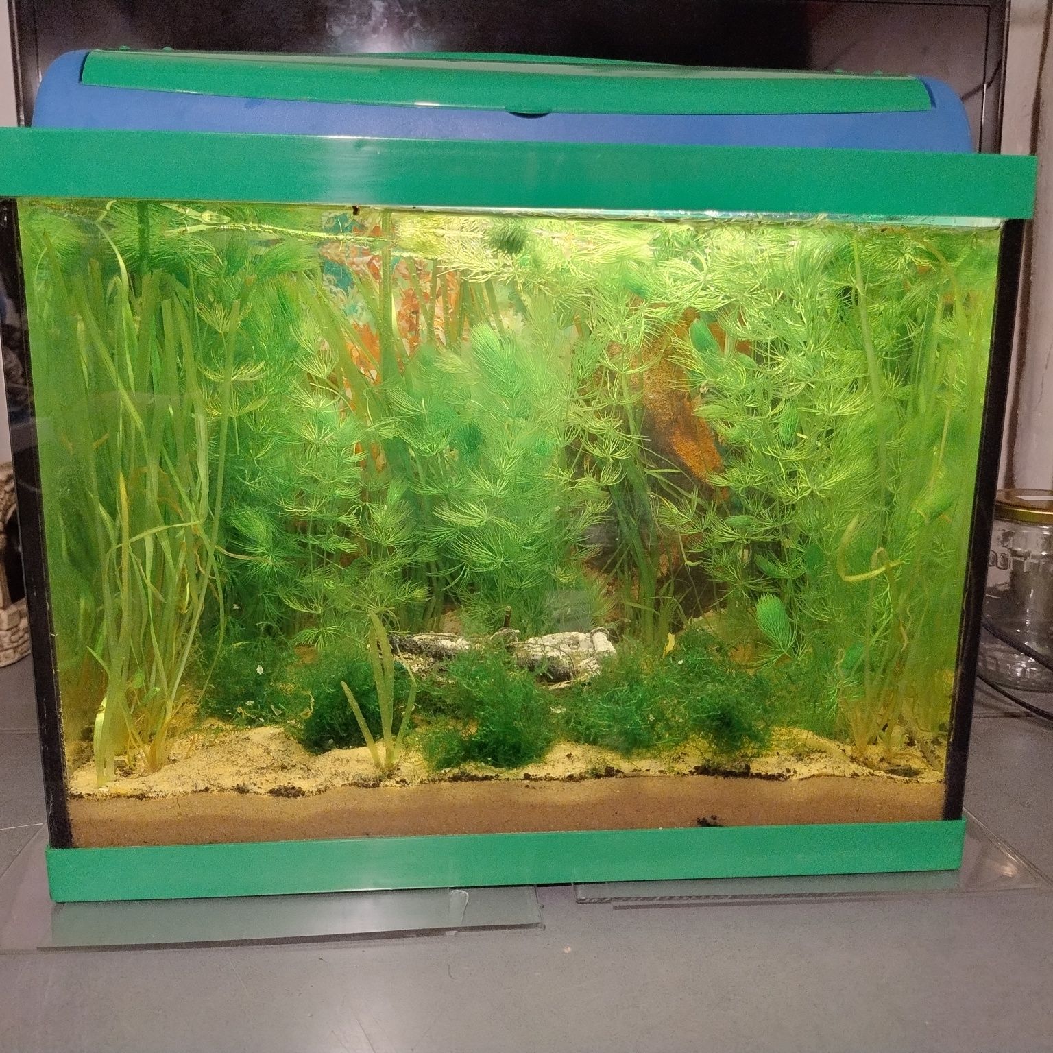 Akwarium 30l  komplet z życiem