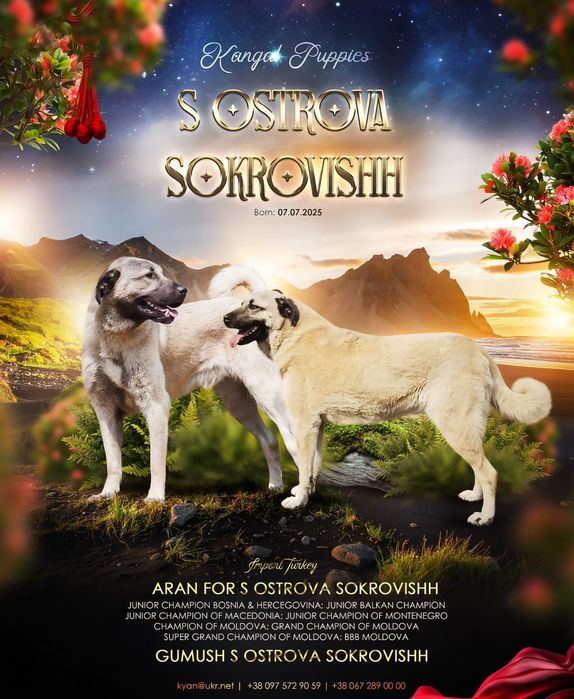 Kangal   suczka FCI
