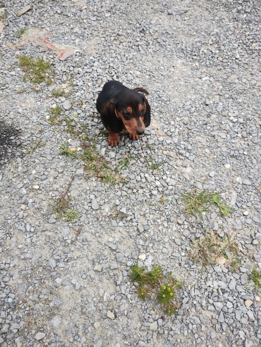 Jamnik krótkowłosy