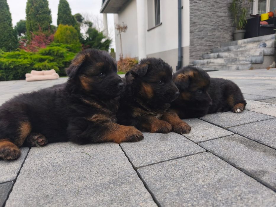 Owczarek Niemiecki Długowłosy. Suczka - szczenię