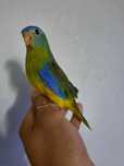 Ring neck turquoisene caturrras    domésticado