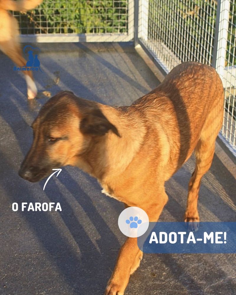Farofa cao jovem timido porte medio