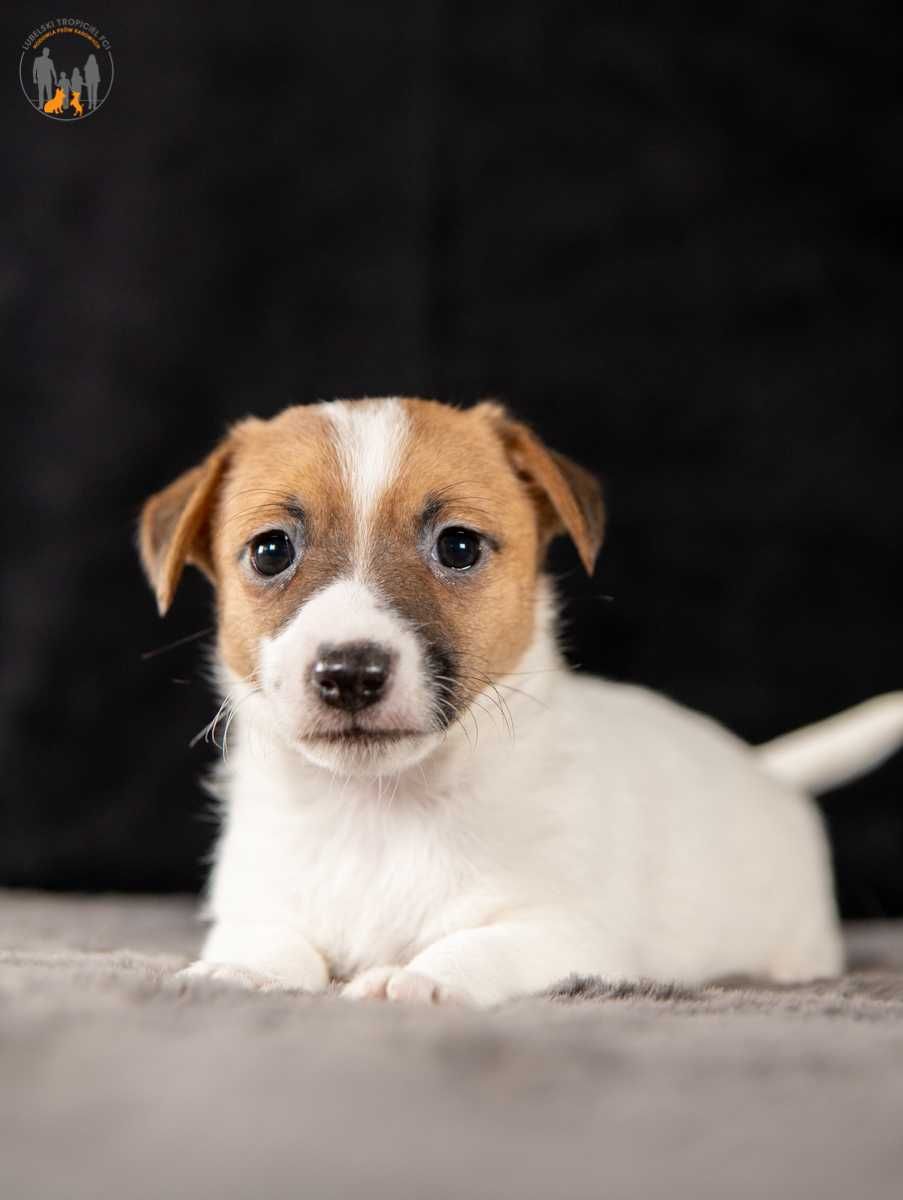 Jack Russell Terrier ZKwP FCI suczka k.włos