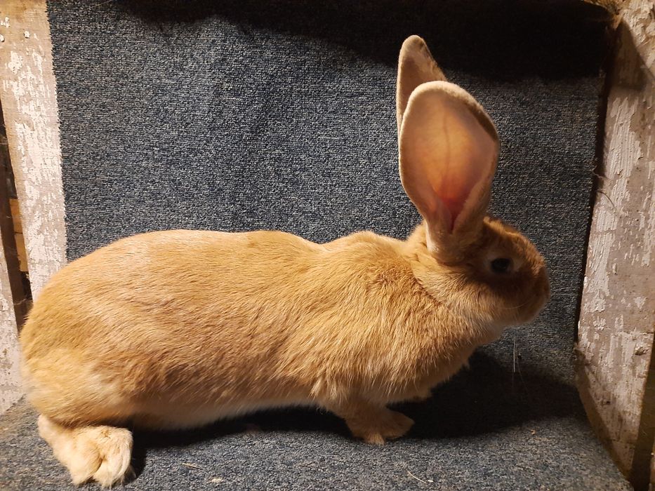 Belgijski olbrzym żółty