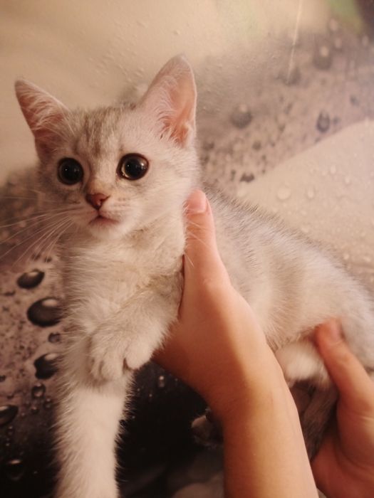 Продам котят вислоухой серебристой шиншилы