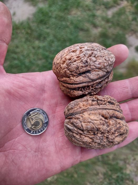 Drzewko orzech włoski(duży owoc)