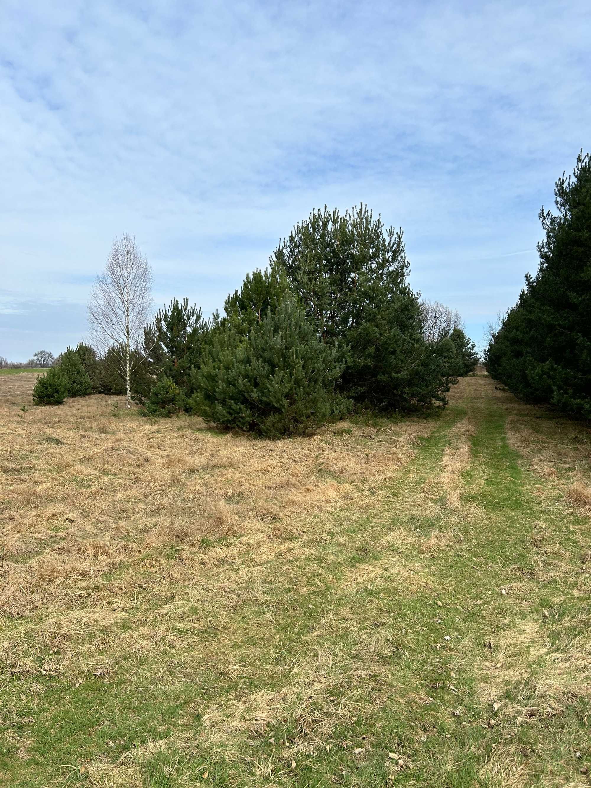 Działka rolna Jaszowice-Kolonia