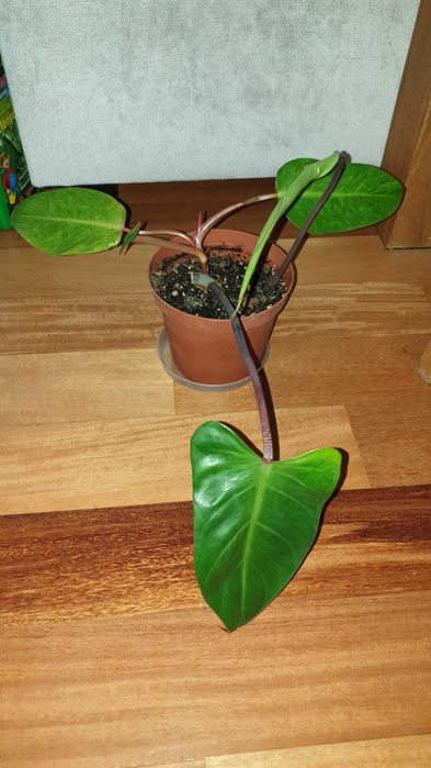 Filodendron czerwieniejący, Philodendron erubescens, Imperial Red