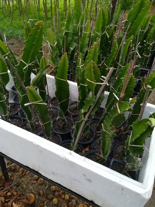 Promoção, Pitaya planta enraizadas