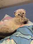 Scottish fold femea