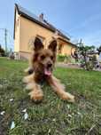 Deni szuka nowego domu - umowa adopcyjna
