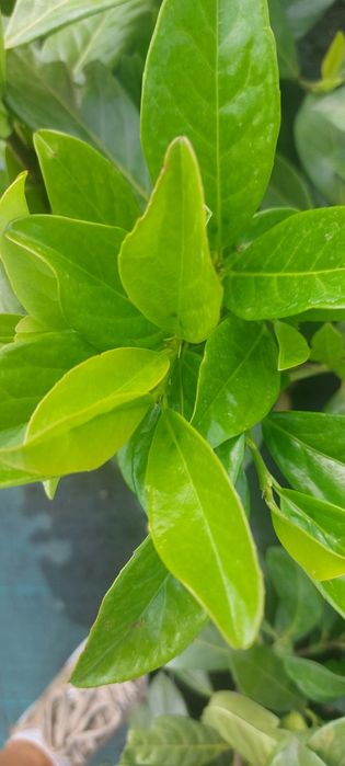 Laurowiśnia wschodnia 'Novita' / Prunus laurocerasus