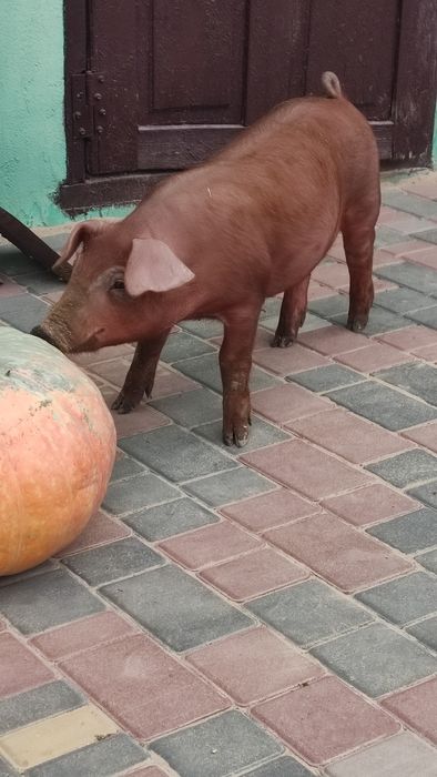 Дюрок , поросята, свині