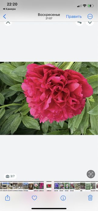 Павловния,Лиана Кампсис,Пионы розовые,красные,белые