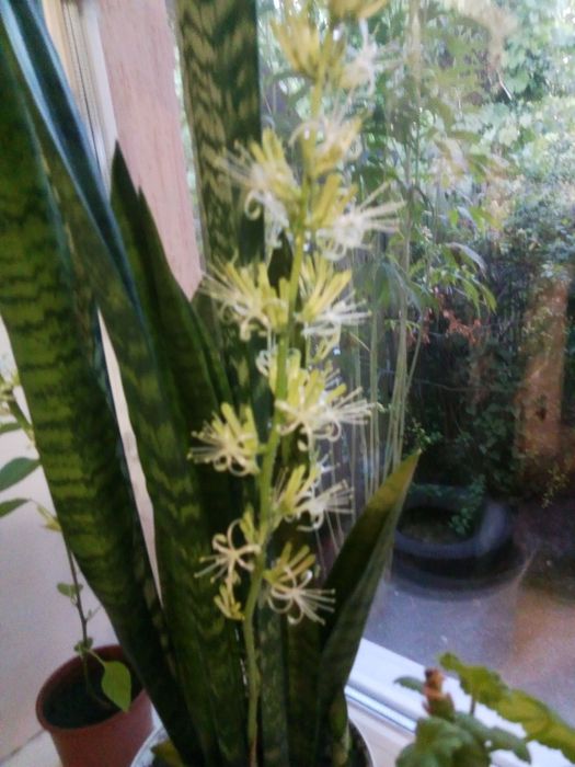 Комнатное растение: Хавортия, сансеверия.