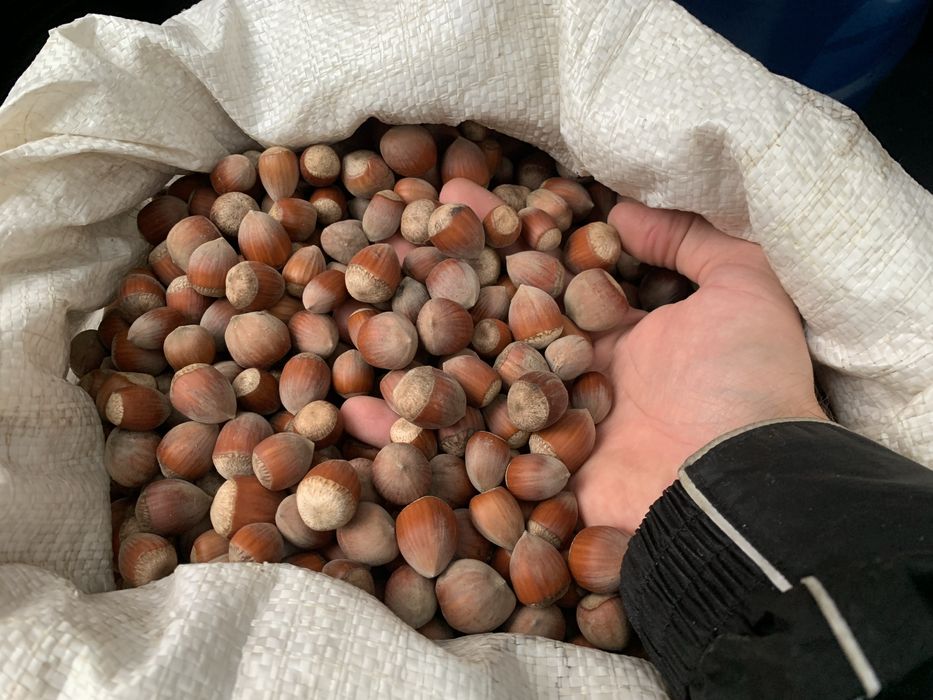 Продам горіхи фундук (орехи фундука)