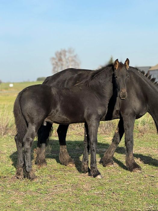 Ogier fryzyjski z 2025