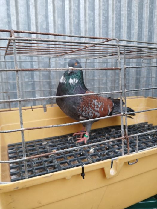 Gołebie ozdobne Koszua