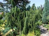 Jalowiec pendula hortsmann