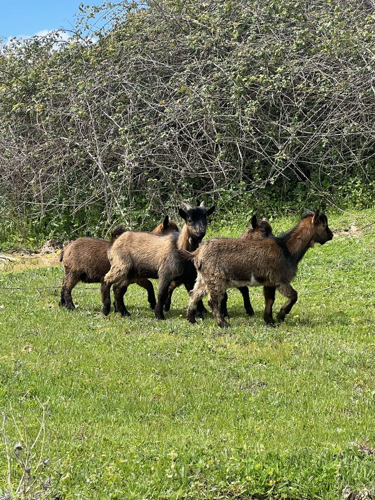 Vendo cabras anãs
