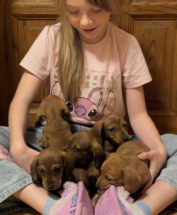 Jamnik krótkowłosy miniaturowy/króliczy marmurkowy ZKwP FCI