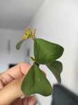 Hoya Manipurensis kwitnaca cieta