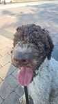 Lagotto Romagnolo 8 miesięczny  piesek